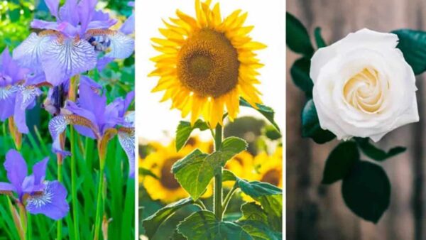 Uma flor pode dizer muito sobre você: Este teste rápido revelará um segredo sobre você