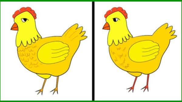 Desafio de nível EXTREMO: Você será capaz de encontrar as 5 diferenças entre as galinhas?