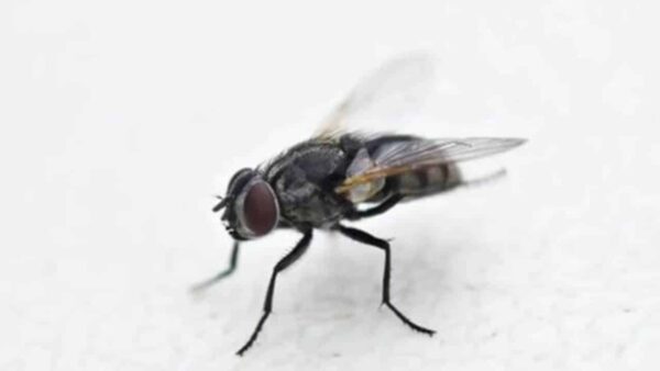 Não fica uma: 6 alimentos que as moscas odeiam e a forma certa de usá-los