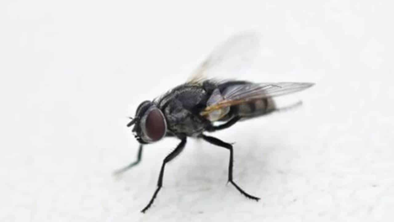 10 remédios caseiros para espantar moscas