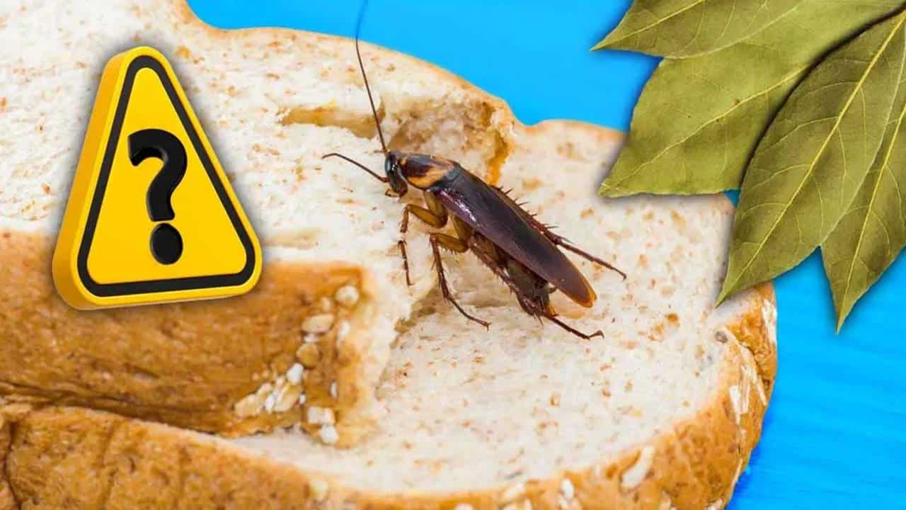 5 repelentes naturais incríveis para manter as baratas longe