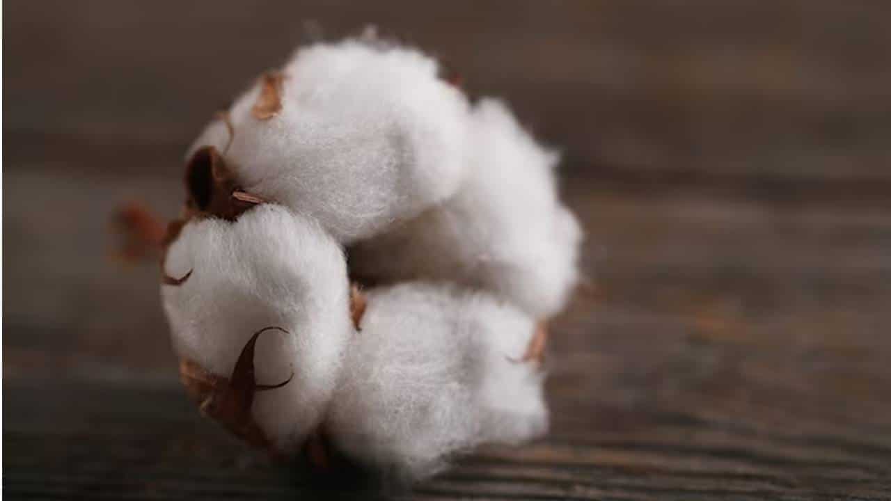 Segredos da Vovó: 7 usos inesperados de bolas de algodão para sua casa
