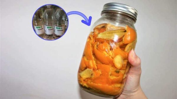Despejar vinagre nas raspas de laranja para superar um grande problema em sua casa