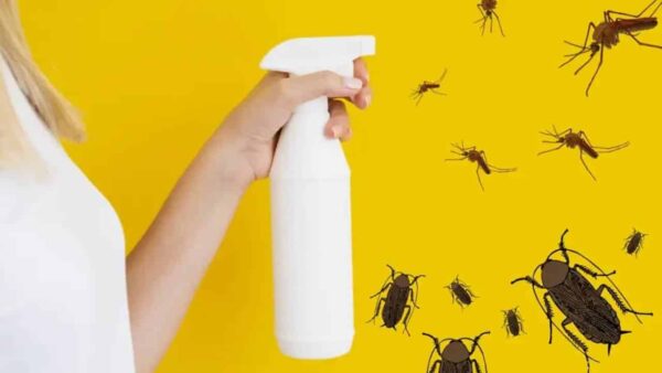 Uma receita que mata todos os insetos!