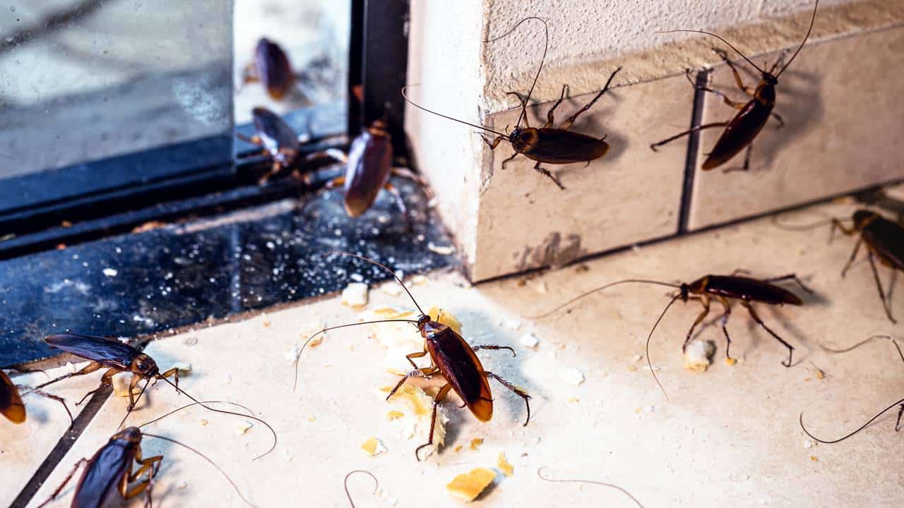 Problemas com baratas em casa? O amaciante pode ser seu grande aliado para a limpeza da casa, descubra por que e como usá-lo!