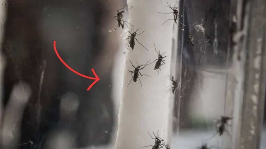 1. Bicarbonato de sódio O bicarbonato de sódio é uma arma muito eficaz contra os mosquitos que voam pelo lixo ou lixeiras. Será suficiente lavar o balde ou recipiente de resíduos com água e bicarbonato de sódio para repelir os mosquitos. Na verdade, com as suas propriedades anti-odor, o bicarbonato eliminará o mau cheiro dos resíduos húmidos que atrai os insectos.