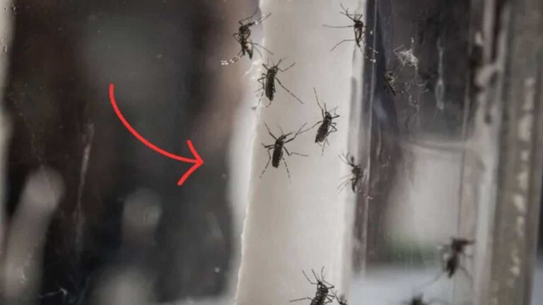 1. Bicarbonato de sódio O bicarbonato de sódio é uma arma muito eficaz contra os mosquitos que voam pelo lixo ou lixeiras. Será suficiente lavar o balde ou recipiente de resíduos com água e bicarbonato de sódio para repelir os mosquitos. Na verdade, com as suas propriedades anti-odor, o bicarbonato eliminará o mau cheiro dos resíduos húmidos que atrai os insectos.