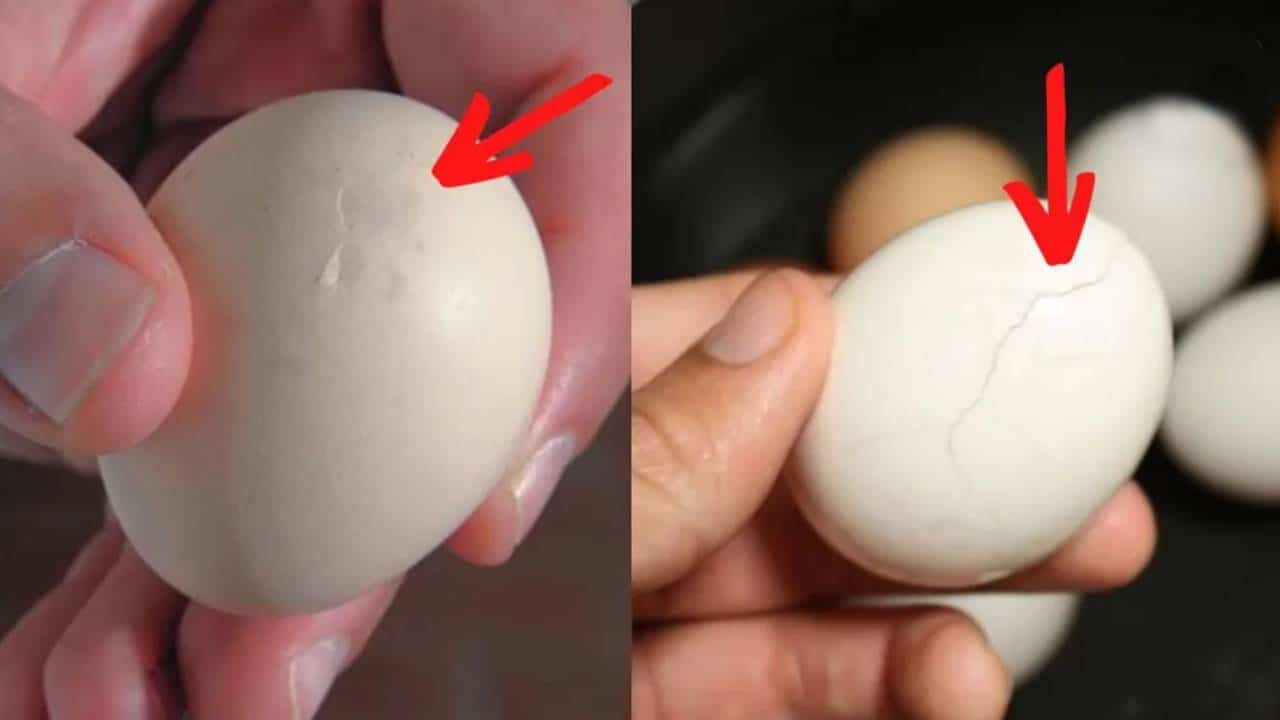 É seguro comer ovos casca rachada?