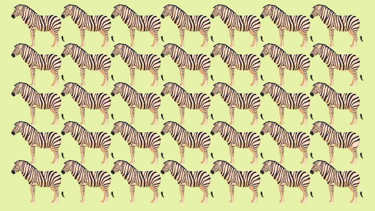 Desafio Visual Extremo: Você consegue encontrar a Zebra diferente em menos de 40 segundos?