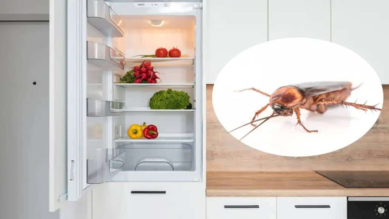 Esse alimento que você tem na geladeira afasta as baratas se você usar da forma certa