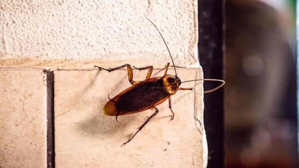 Misture essas folhas e espante baratas da sua casa