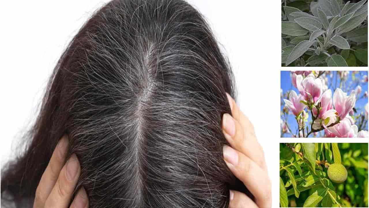 3 plantas poderosas para cobrir os cabelos grisalhos sem química