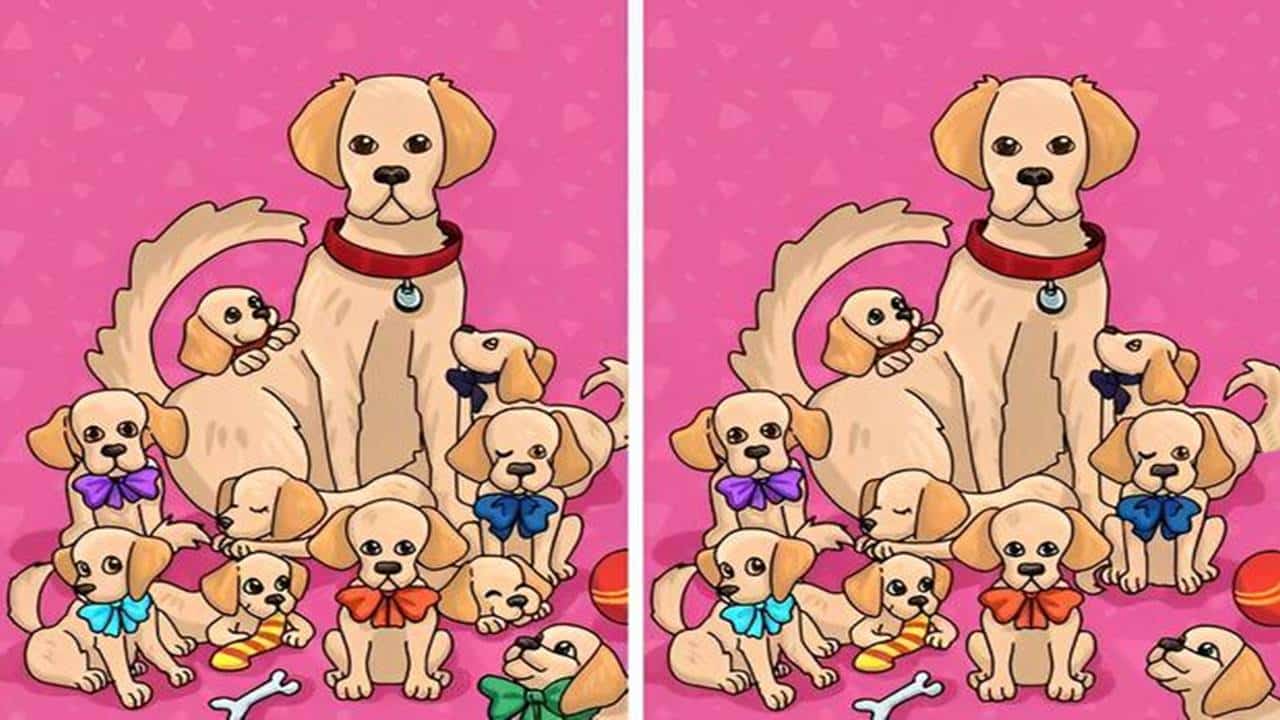 Desafios EXTREMO: Encontre as diferenças entre cães e veja como está sua mente