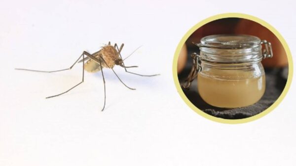 Elimine mosquitos, pulgas e carrapatos de sua casa com este repelente caseiro