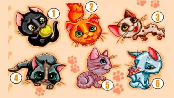 Teste: qual gatinho te representa? Sua resposta revelará detalhes sobre sua vida