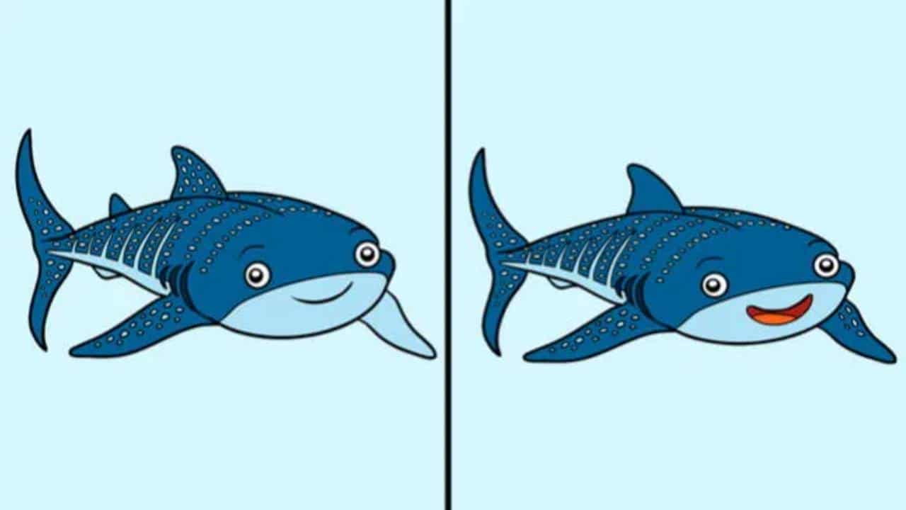 Desafio MAXX: encontre as 5 diferenças no Tubarão