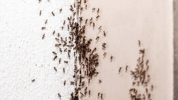 5 métodos eficazes para manter as formigas longe de sua casa