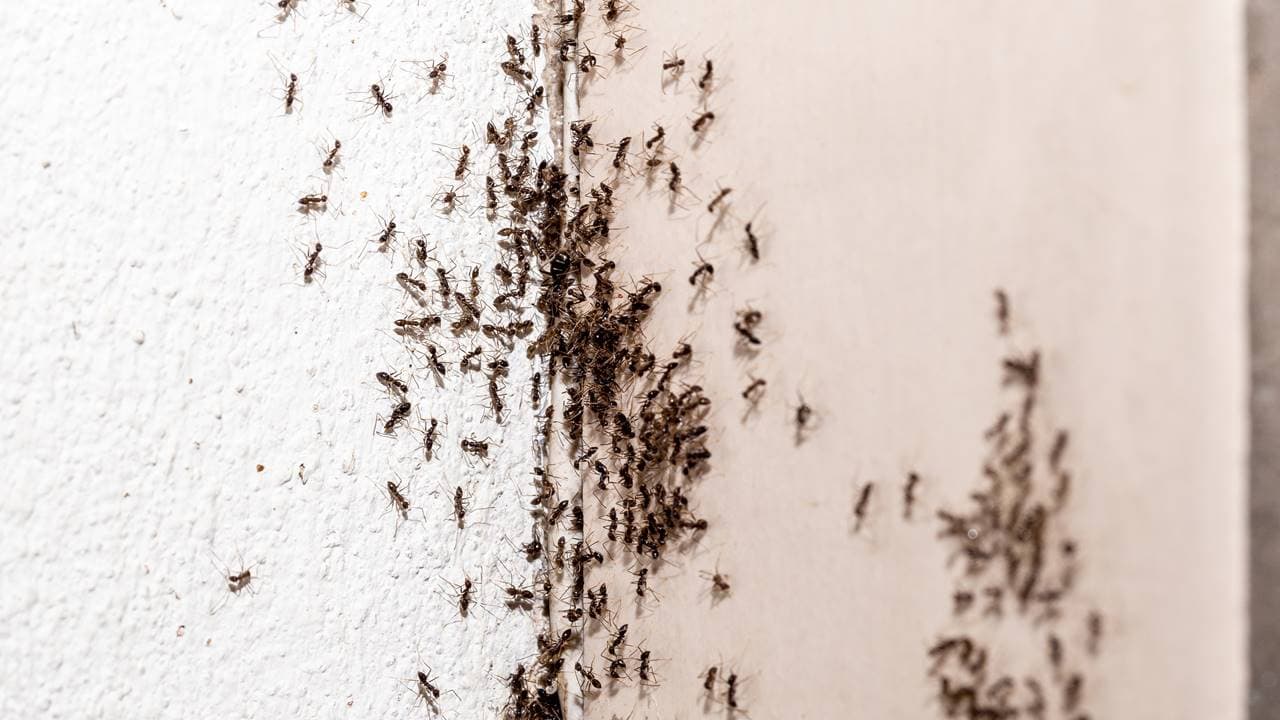 evitar formigas em sua casa