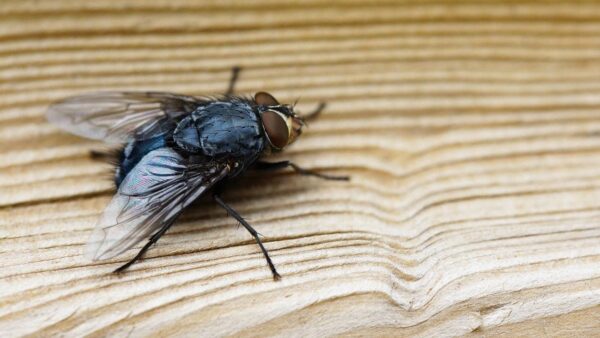 TRUQUE definitivo para eliminar as moscas da sua casa