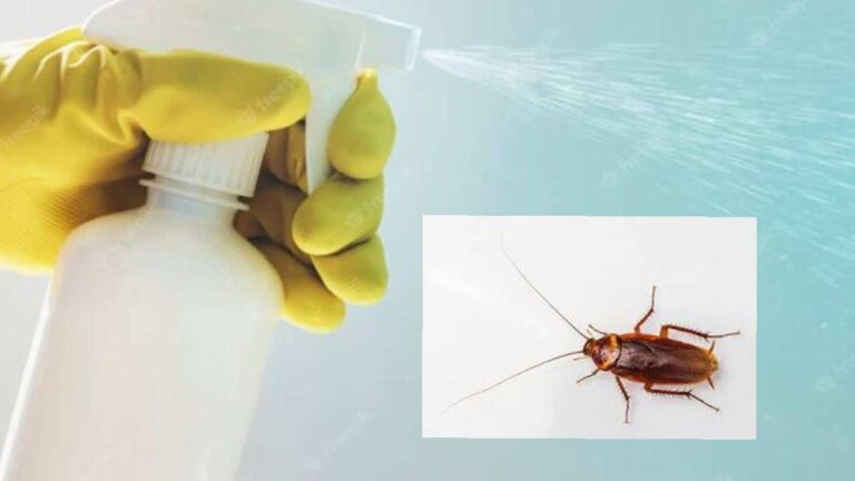 4 Maneiras Naturais e Infalíveis de eliminar as baratas da sua casa