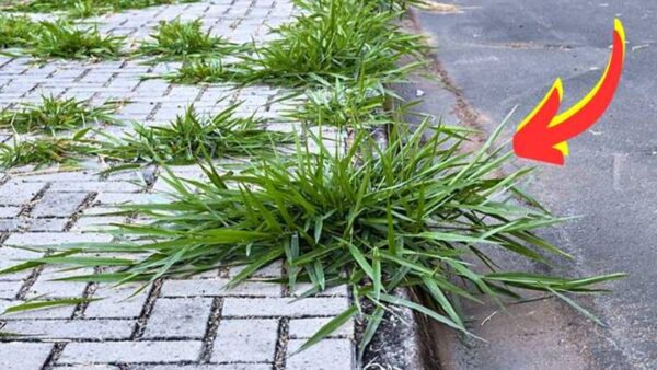 Como eliminar ervas daninhas em uma calçada? O Herbicida Caseiro Radical