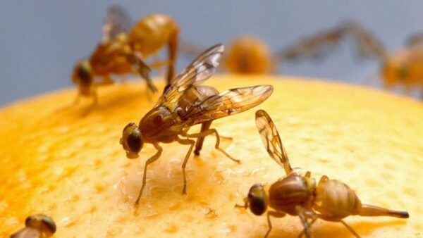 Novas dicas eficazes para acabar com os mosquitos na cozinha