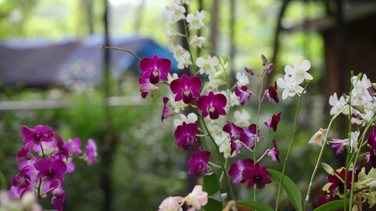 Poderoso fertilizante caseiro para que suas plantas tenham flores o ano todo