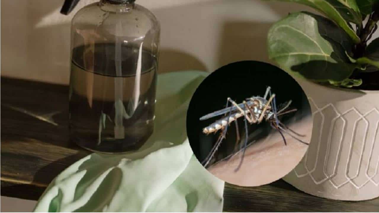 Prepare este repelente caseiro e diga adeus à temporada de mosquitos em sua casa