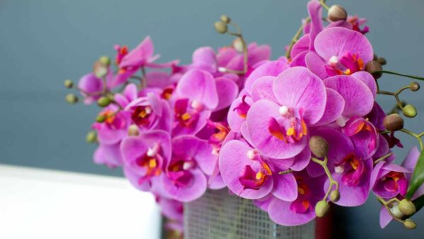 Fertilizante caseiro para que suas orquídeas tenha flores mais bonitas!