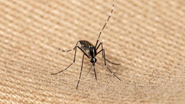7 dicas RÁPIDAS para eliminar os mosquitos do quarto e da casa