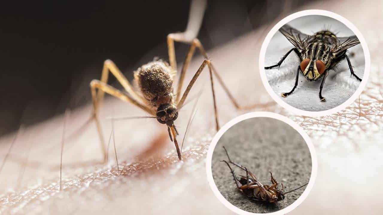 Funciona: Elimine moscas, mosquitos e baratas com esta mistura caseira em poucos passos