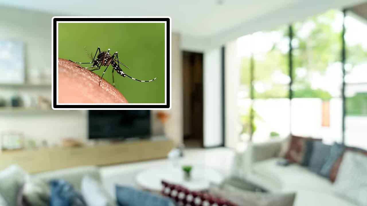 Método excelente e simples para espantar mosquitos e moscas de casa