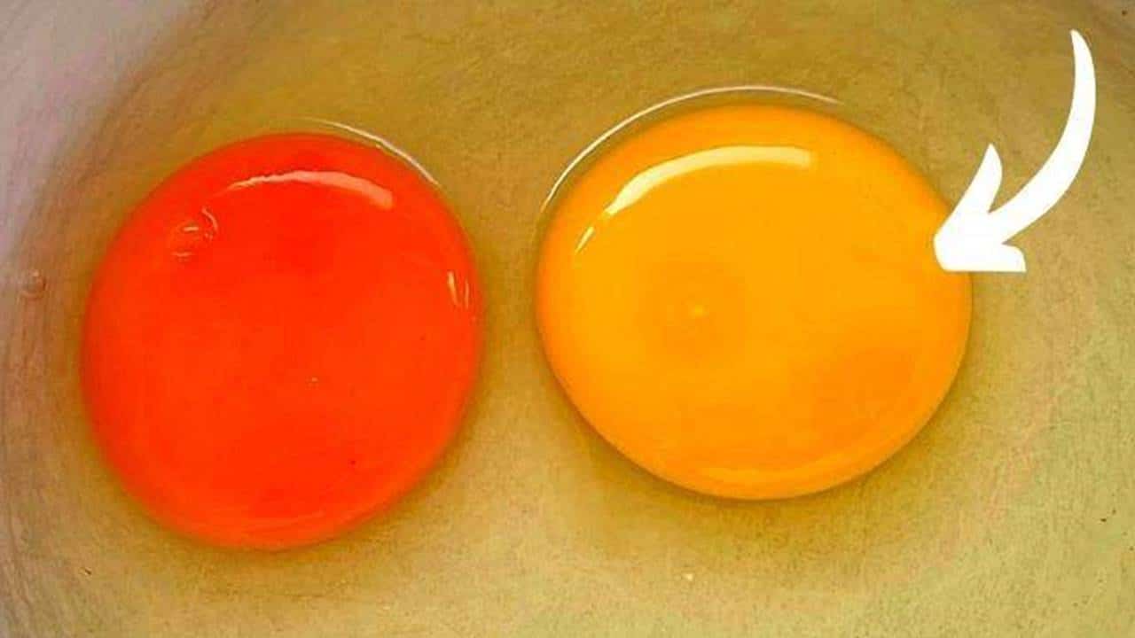 Qual a cor dessas gemas de ovo vem de uma galinha saudável?