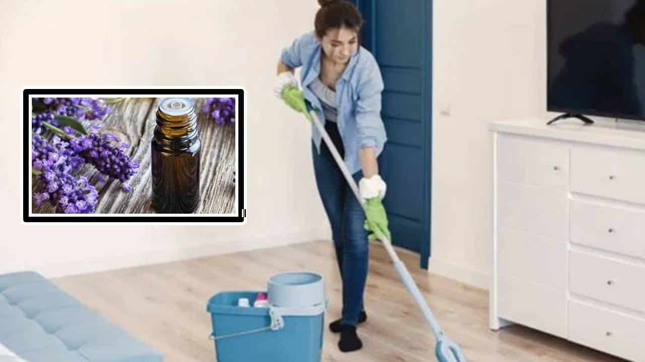 Como limpar sua casa com lavanda para repelir aranhas e baratas de sua casa