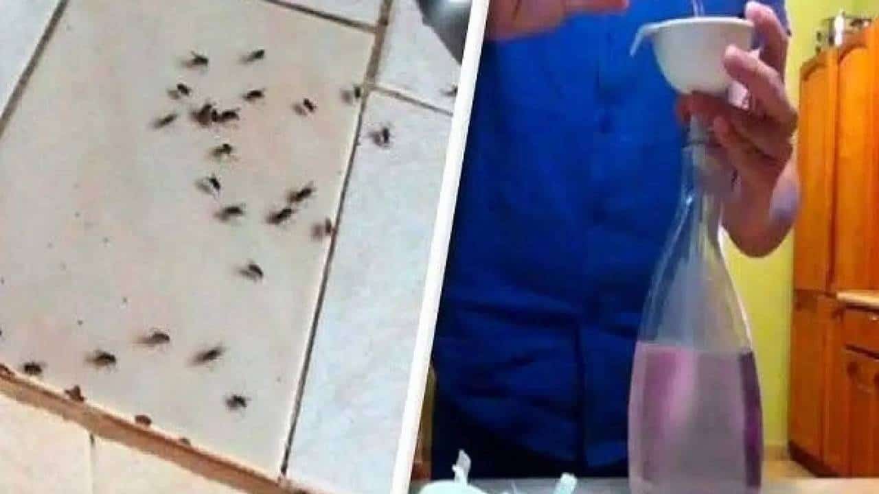 Adeus, moscas! 3 formas simples vão te ajudar a acabar com esses insetos de sua casa