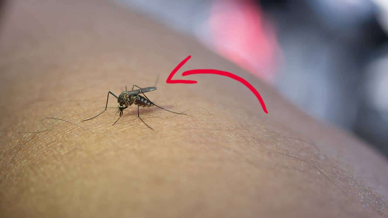 mosquitos longe casa