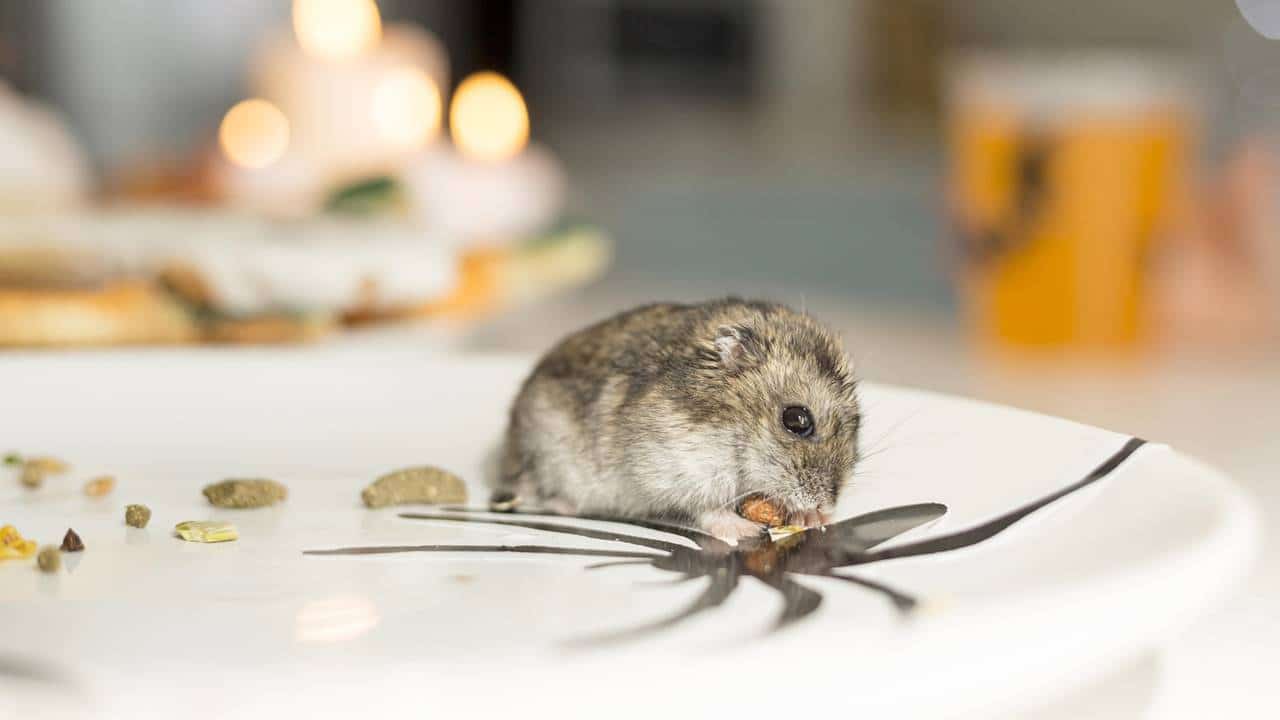 Veja como eliminar ratos do fogão com bicarbonato de sódio