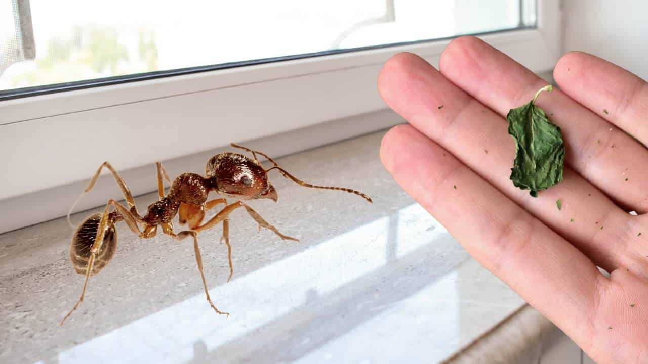 3 ingredientes naturais para manter as formigas longe de sua casa