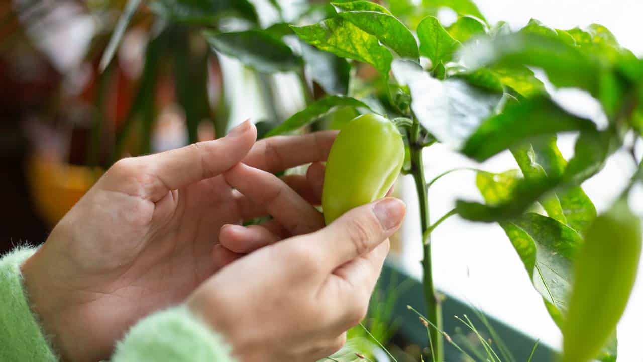 5 alimentos para melhorar a visão que você pode cultivar em casa