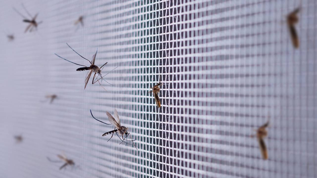Elimine os mosquitos da sua cozinha com estas 6 dicas simples