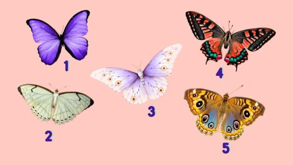 Teste Máximo: Escolha 1 borboleta