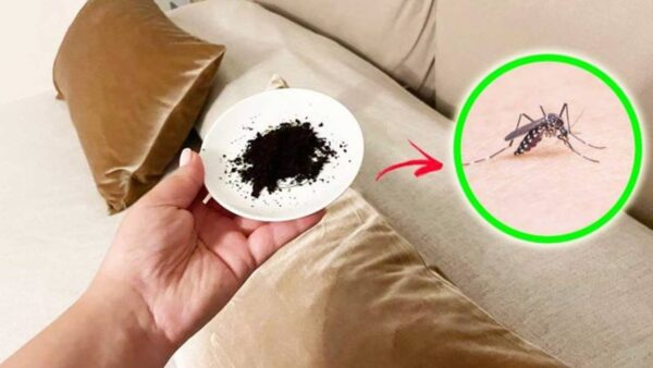 Como afastar os mosquitos à noite de forma eficaz; veja os truques que funcionam