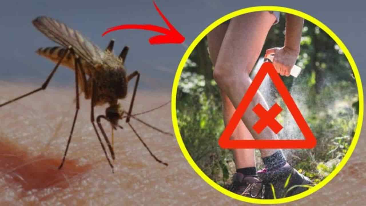 Remédio da vovó para aliviar e prevenir picadas de mosquito