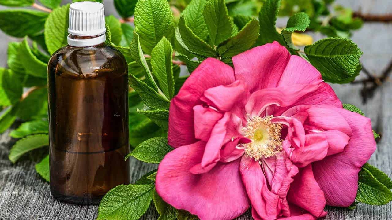 Perfume sua casa com rosas com estes TRUQUES mágicos