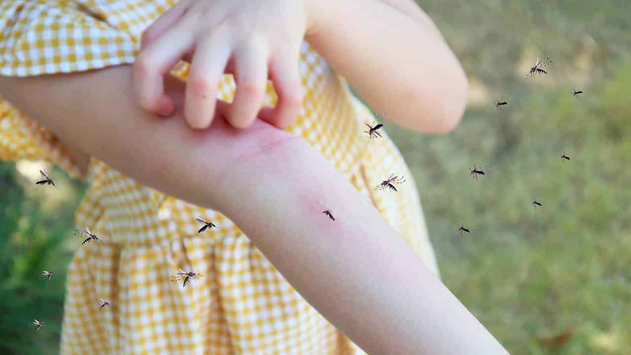 Aqui está o melhor remédio natural contra moscas e mosquitos