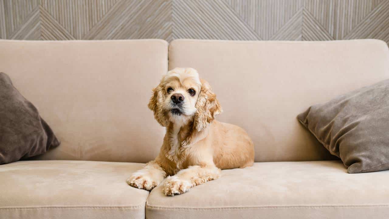 4 truques infalíveis para tirar pelos de animais do sofá