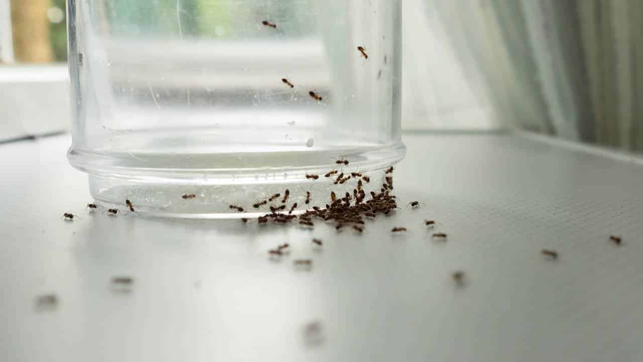 Diga adeus às formigas na sua cozinha