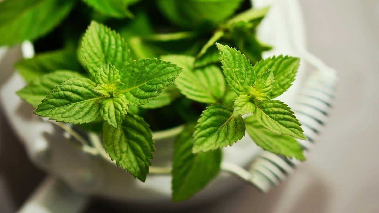 Atraia dinheiro e abundância com sua planta de hortelã-pimenta!