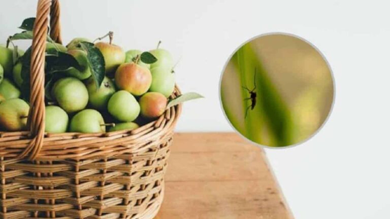 Repelente NATURAL para repelir mosquitos de frutas