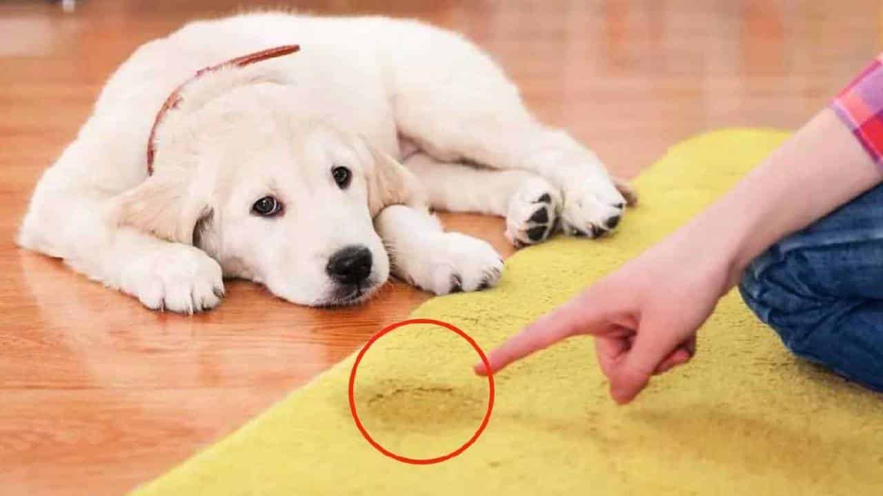 O truque infalível para eliminar o cheiro de cachorro da sua casa